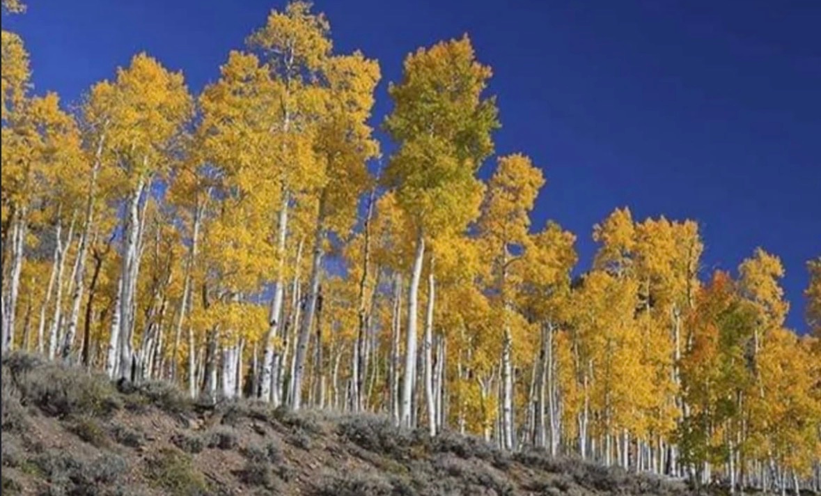historigins's tweet photo. This is Pando, but it isn't a forest, it's all one tree. Each trunk of the Quaking Aspen is genetically identical and connected by a single root system that's at least 80,000 years old, which means it's one of the biggest and oldest living things on Earth. https://t.co/cBmsvikWIS