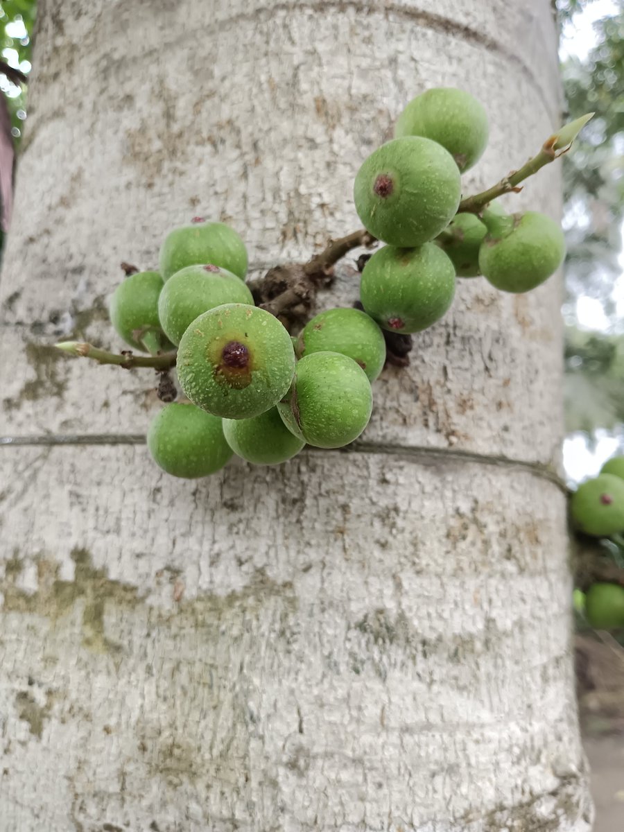 sarkar32150's tweet photo. Life grows where you least expect it 🌿
This Cluster Fig feeds birds, insects and humans.
In Sanatan, the Peepal and Fig are sacred.
Protect one tree = Protect 1000 lives 🙏
#WorldNatureConservationDay #HaritBharat #SanatanDharma 🇮🇳
#WorldNatureConservationDay #HaritBharat #GreenIndia #SaveNature
#PlantTrees #ClusterFig #Ficus #SacredTrees #SanatanDharma
#NaturePhotography #Biodiversity #IncredibleIndia #MotherEarth
#Bengal #Ecosystem