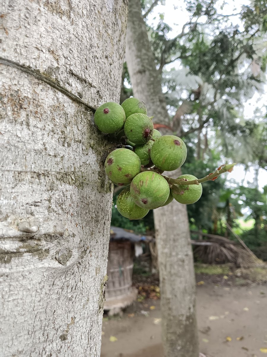 sarkar32150's tweet photo. Life grows where you least expect it 🌿
This Cluster Fig feeds birds, insects and humans.
In Sanatan, the Peepal and Fig are sacred.
Protect one tree = Protect 1000 lives 🙏
#WorldNatureConservationDay #HaritBharat #SanatanDharma 🇮🇳
#WorldNatureConservationDay #HaritBharat #GreenIndia #SaveNature
#PlantTrees #ClusterFig #Ficus #SacredTrees #SanatanDharma
#NaturePhotography #Biodiversity #IncredibleIndia #MotherEarth
#Bengal #Ecosystem