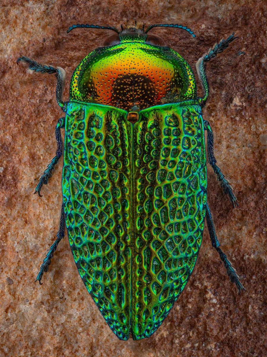 Stigmodera gratiosa, a species of jewel beetle commonly found in