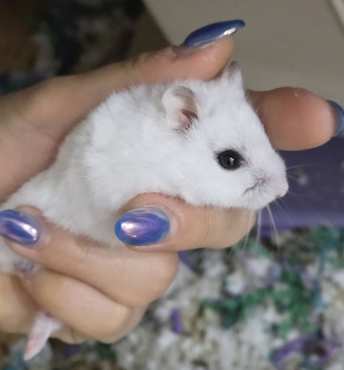 mimichi_hamster's tweet photo. 동안 뽀송 햄스터의 비결은 당류 제한
건강식으로 키웠어요 https://t.co/T9WBGEC7GY