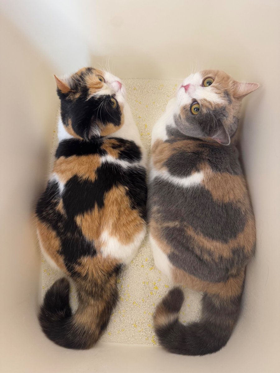 nocontextscats's tweet photo. RGB and CMYK https://t.co/QRUumGCFBO
