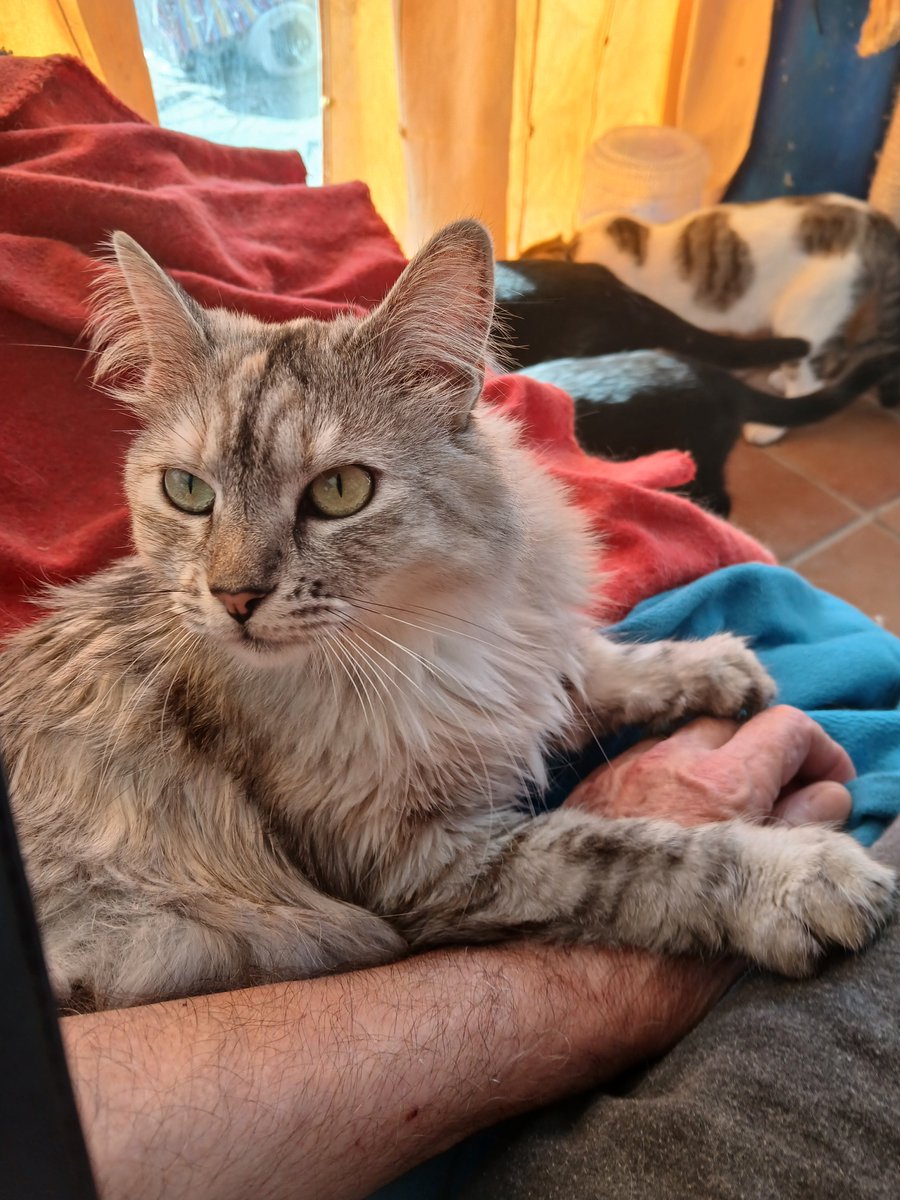 Arup90582464's tweet photo. Zumi, recogida en la carretera sobrevivió de milagro, nosotros íbamos detrás y vimos cómo se retorcía, sólo fue un golpe en la patita... mírala ahora! Es preciosa!😻 https://t.co/Amr3BpLZBJ
