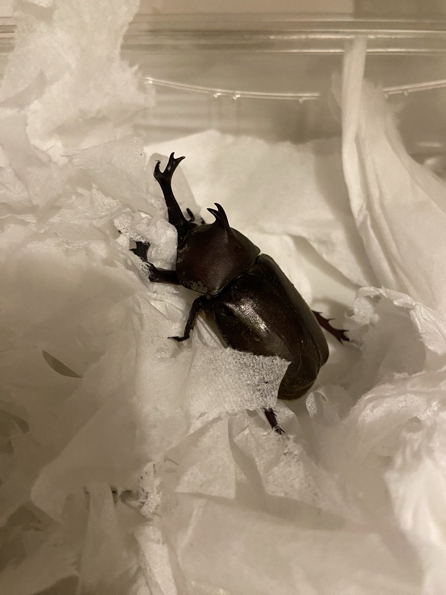 grappler_moto's tweet photo. 帰り道めっちゃ小さいカブトムシ捕まえた！明日朝イチで飼育セット買いに行こう✨ https://t.co/l1cI0yKu9n