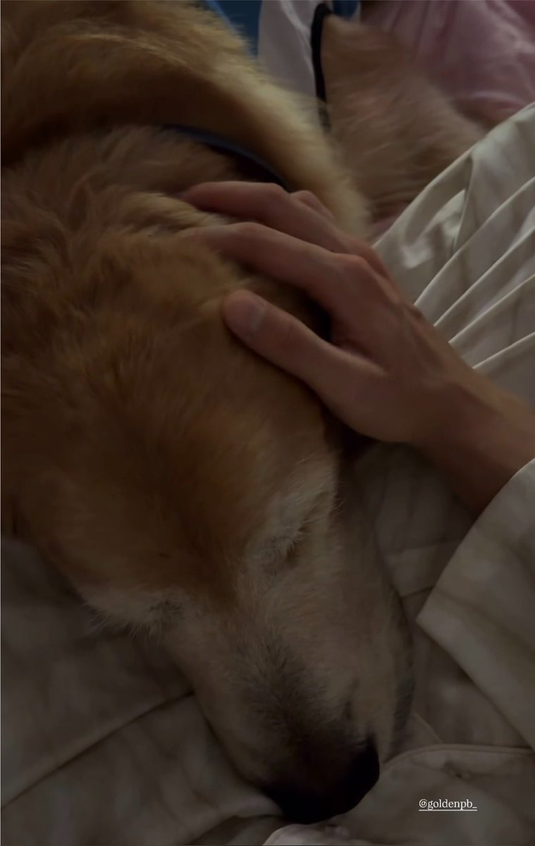 _daisyxx_'s tweet photo. หมาเด็กกับหมาโกลเด้น 🐶🦮🫪 https://t.co/LBv2ZQCITY