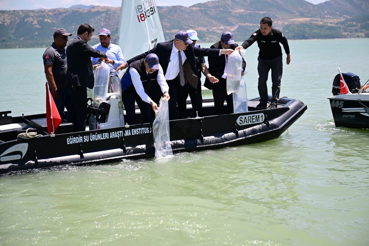 Abdullah_Erin47's tweet photo. Eğirdir Gölümüzün geleceği için hep birlikte çalışmaya devam ediyoruz.

Tarım ve Orman Bakanlığımız Eğirdir Su Ürünleri Araştırma Enstitüsü Müdürlüğümüz tarafından yetiştirilen 100 bin sazan yavrusunu ve damızlık sazanlarımızı Gençlik ve Spor İl Müdürlüğümüzün minik yelkencileriyle birlikte göle bırakarak balık popülasyonunun güçlenmesine önemli bir katkı sağladık.

Bu yıl aldığımız bereketli yağışların yanı sıra, DSİ 16. Bölge Müdürlüğümüzce yürütülen ve Aksu kaynağından Eğirdir Gölü'ne yılda 42 milyon metreküp su aktarılmasını sağlayacak projede de artık son aşamaya geldik. İnşallah Ağustos ayı sonunda Aksu'nun bereketli sularını gölümüzle buluşturacağız.

Attığımız her adım, sadece bugünü değil, yarınlarımızı da korumaya yöneliktir. Göz bebeğimiz Eğirdir Gölü'nü, sahip olduğu doğal zenginliğiyle gelecek nesillere emanet edebilmek için çalışmalarımızı sürdüreceğiz.