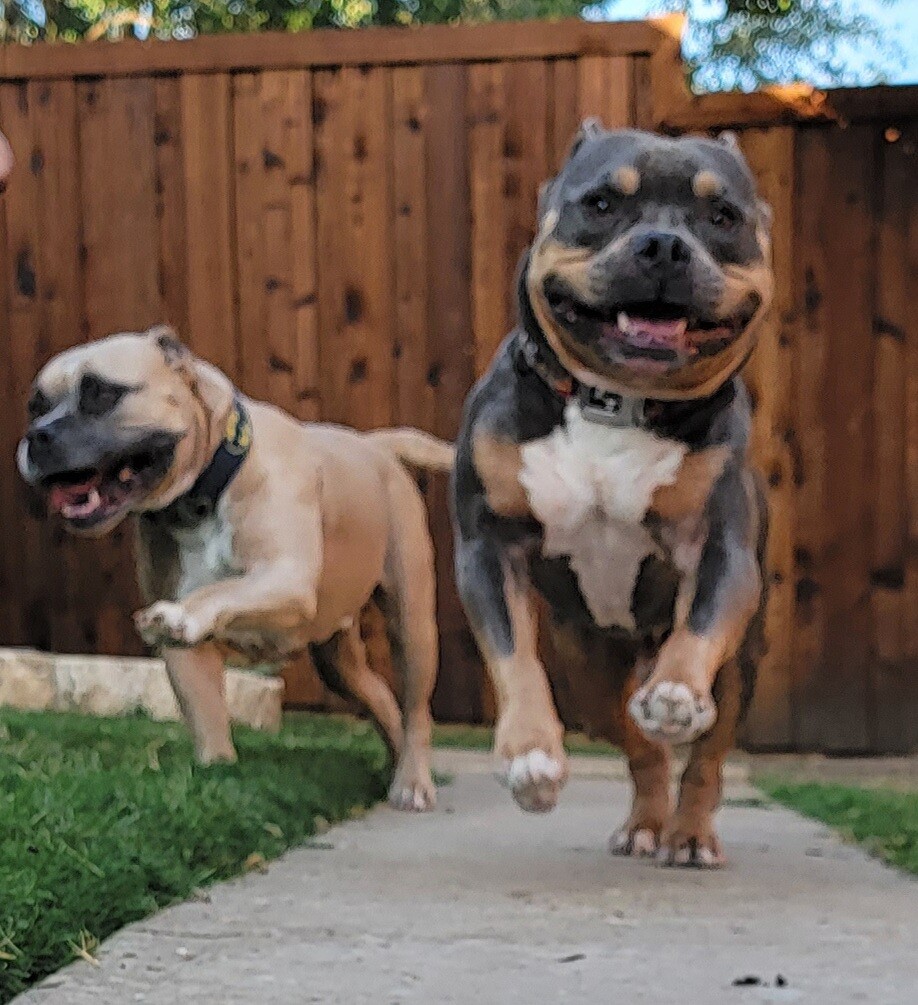 PowerToThePawZ's tweet photo. It's Tongue Out Tuesday so let's see some of those great doggo tongues! (Bonus points for videos!) https://t.co/SJjCtDyhZS