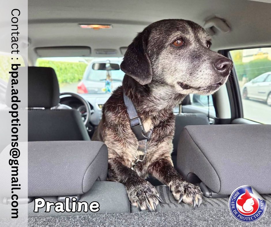 Brigade_BPA's tweet photo. Praline, notre doyenne mérite enfin d'être aimée 🤍
​
Praline, croisée labrador/ratier de 12 ans pour tout juste 10 kilos, est une chienne qui a encore de belles années devant elle et surtout énormément d'amour à offrir 💝
Contrairement à l'image que l'on peut avoir d'un chien senior, Praline est très dynamique ! Elle adore les balades et a besoin de se dépenser. Un jardin serait un vrai plus, mais une famille active, prête à lui offrir de belles sorties, lui conviendra tout aussi bien.
​
Praline est :
- Très câline et proche de l'humain
- Toujours en recherche de contact et de tendresse
- Attentive et à l'écoute
Et une grande adepte du canapé, si vous lui en laissez l'occasion 😊
​
Praline est sociable congénères et elle aime ses moments de tranquillité 😌
(nous ne connaissons pas ses ententes avec les chats)
​
Praline recherche avant tout une famille qui lui offrira ce qu'elle semble avoir tant attendu : de l'attention, des promenades, un canapé moelleux… et beaucoup d'amour ❤️
​
📍Actuellement en Ille et Vilaine (35), Praline est adoptable dans toute la France 
​💞 Adoption senior - don libre 
​
Si vous prêt à lui offrir la douceur qu'elle mérite, remplissez le formulaire 👉 https://t.co/nhyKBYGJkc

***********

Pour soutenir nos missions, faire un don, devenir famille d’accueil ou bénévole BPA...., 
👉 https://t.co/X6AmZdIo2C