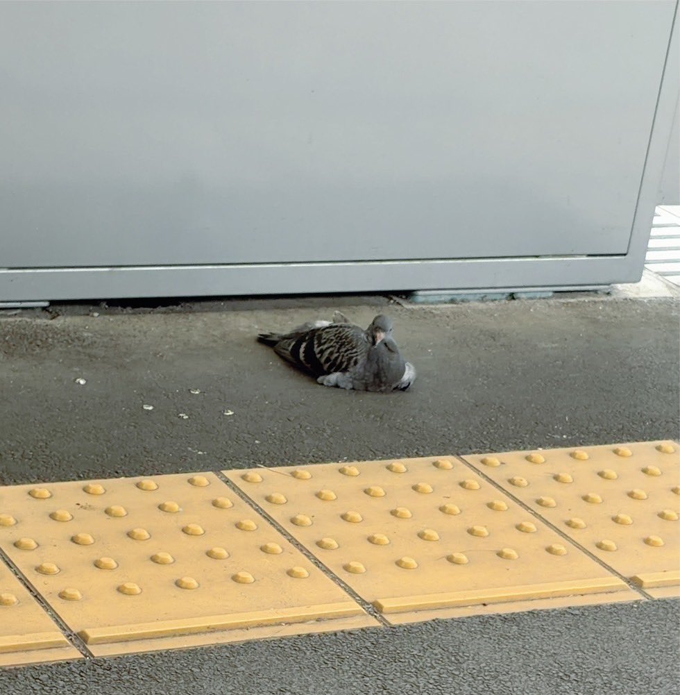 Rei_0h's tweet photo. 今日の俺 https://t.co/iPEHivu8QY