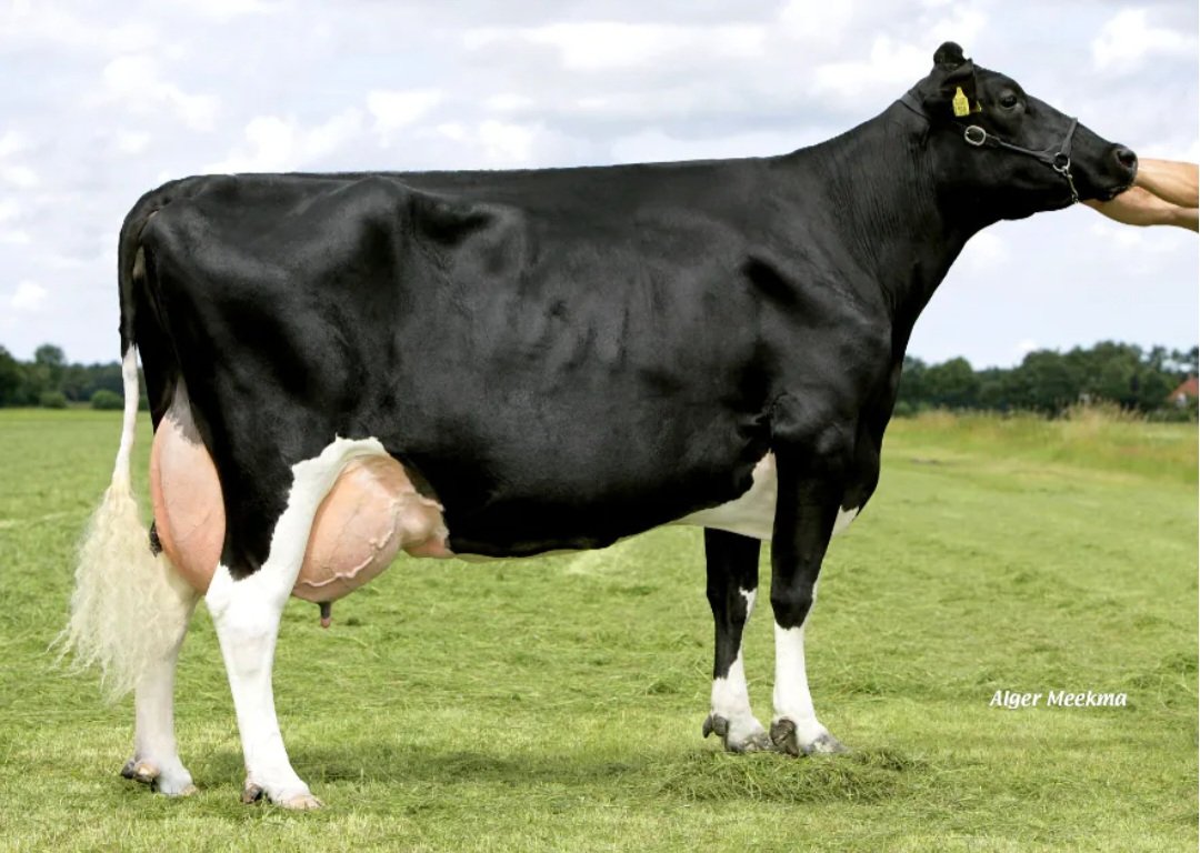 SBullbank's tweet photo. Solution FR8911 

✅️ +450Kg Milk
✅️ +18Kg Fat, +15Kg Protein 
✅️ Beautiful cows with great udders, teat placement, legs and feet
✅️ Finder x Guard x Headliner 
✅️ aAa234

#bosires 
#kikampen 
#holstein 
#teamdairy 
#Milk https://t.co/bOrkEesxJb