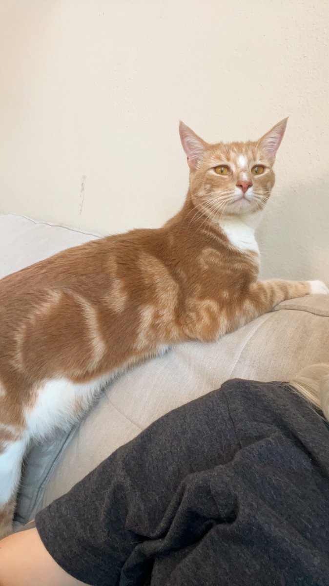 SecrtAgntAndrew's tweet photo. This is my boy Goose, he just told me mortgage rates roughly unchanged versus friday's lows, rates sit at 6.58%!!!!! https://t.co/1A7pCoGnk9