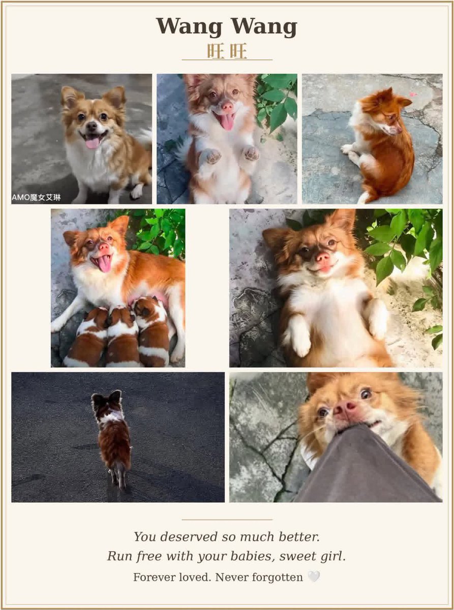JusticeWangx2's tweet photo. One month ago today, Wang Wang and her babies left us. Please don’t forget Wang Wang’s family. Let’s keep sharing her story to keep the awareness alive! Please RT!
#RememberWangWang #KeepSharing #SpreadTheWord #JusticeForWangWang https://t.co/XjWVvq9dfw