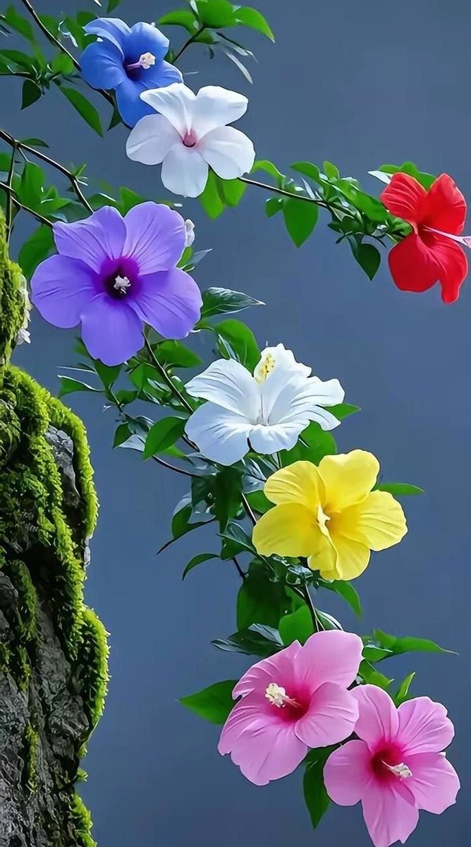Alixy6673gmail1's tweet photo. .

﴿وَلَسَوْفَ يُعْطِيكَ رَبُّكَ فَتَرْضَى﴾

هو لا يرضيك بـ : العطاء
هو يعطيك : الرضا

لو لم تشعر بهذا الرضا ..
لم ولن تشعر بذلك العطاء!

لو منحت نصف الدنيا..
ستظل - دون الرضا - مشغولاً
بالنصف الآخر منها! https://t.co/gWDIMaVYC9