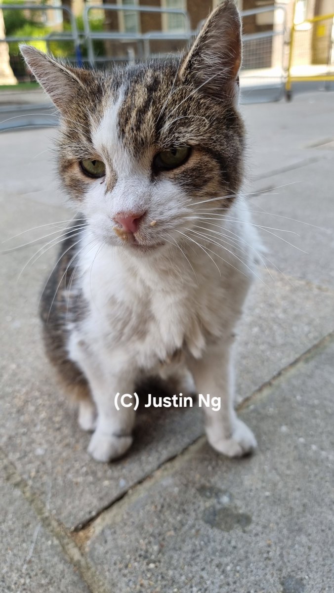 justin_ng's tweet photo. The boss has an important message for you all. It basically translates to *slurp*. #tongueouttuesday https://t.co/6XnLcXBhci