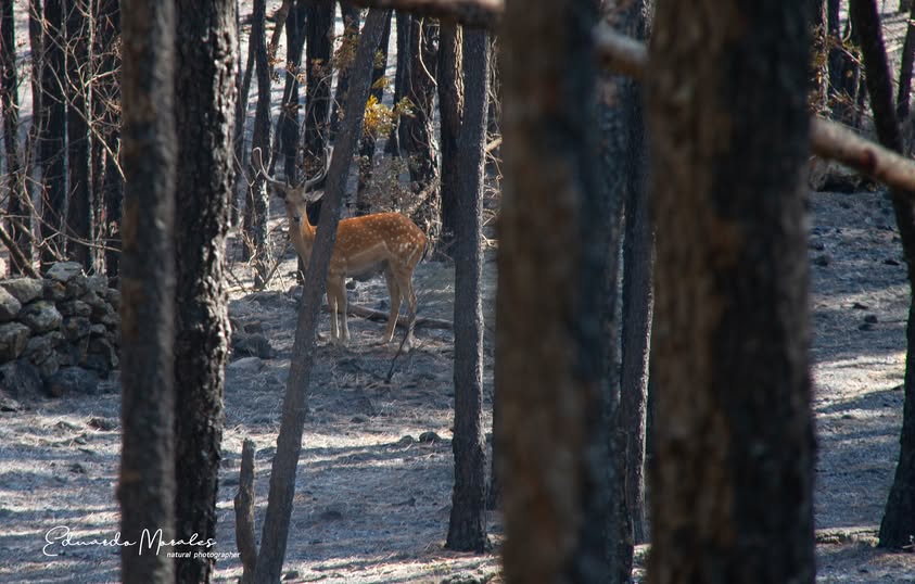 PabloDMZ's tweet photo. La vida resiste ...

Foto: Eduardo Morales (https://t.co/PIq7nbdgFc)

#IFSierraOeste 
#IFSanMartíndeValdeiglesias 
#IFSanMartindeValdeiglesias 
#IFBurgohondo https://t.co/KOd4yv7crr