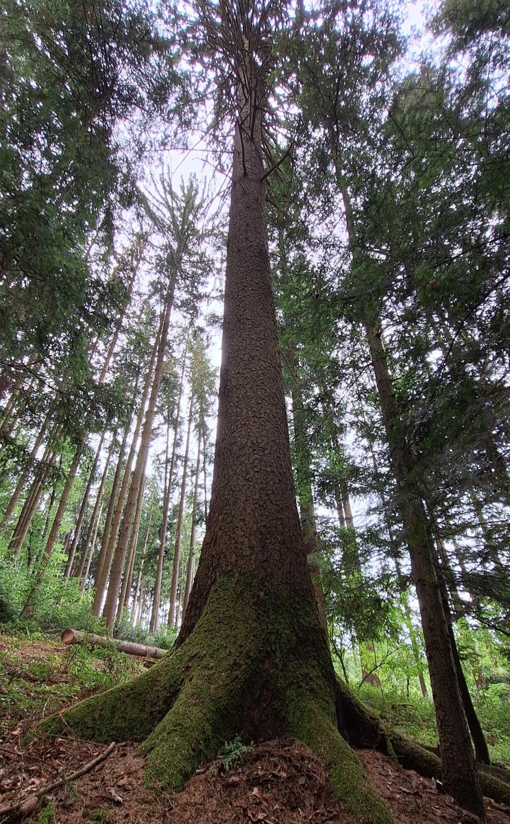 cumulusmoni's tweet photo. 🌲💚🌿
#ThickTrunkTuesday #TreeClub #savetrees #saveforests https://t.co/VKGsPFJiLn