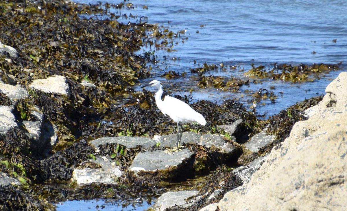 PenrhosSave's tweet photo. 🌍 World Nature Conservation Day 🌿

Today we celebrate the incredible natural world that surrounds us, and nowhere is that more precious than right here at Penrhos Coastal Park.

This special place is not just land and trees; it is a thriving home to ancient woodland, rare wildlife, bluebell carpets, wild garlic, red squirrels, and so many species that rely on this protected AONB to survive. For generations it has been our sanctuary, our open space, and our connection to nature, and it deserves to be cherished and preserved, not lost forever.

But right now, it stands at a critical crossroads. The Reserved Matters application RM/2026/2 brings changes that go far beyond what was ever agreed: removing public access, massively increasing parking, felling more trees, and putting huge strain on our island’s fragile environment and resources.

This is what conservation means: standing up for what matters, protecting what we love, and speaking up when our natural heritage is at risk.

📢 This is your chance to make your voice count.

Every objection sent to Anglesey County Council reminds our decision-makers that Penrhos is loved, valued, and worth saving. Your words can help show that this development is no longer acceptable, and that our community deserves to keep this beautiful park for ourselves, and for every generation that comes after us.

✅ Please send your objection today.

Reference: RM/2026/2

Email: planning@anglesey.gov.wales

Post: Planning Department, Isle of Anglesey County Council, Llangefni LL77 7TW

Together, we are the guardians of Penrhos. Let’s keep fighting to protect it 💚

#SavePenrhos #WorldNatureConservationDay #PenrhosCoastalPark #NatureWales #CommunityHeroes

---
📸David Vaughan Hughes