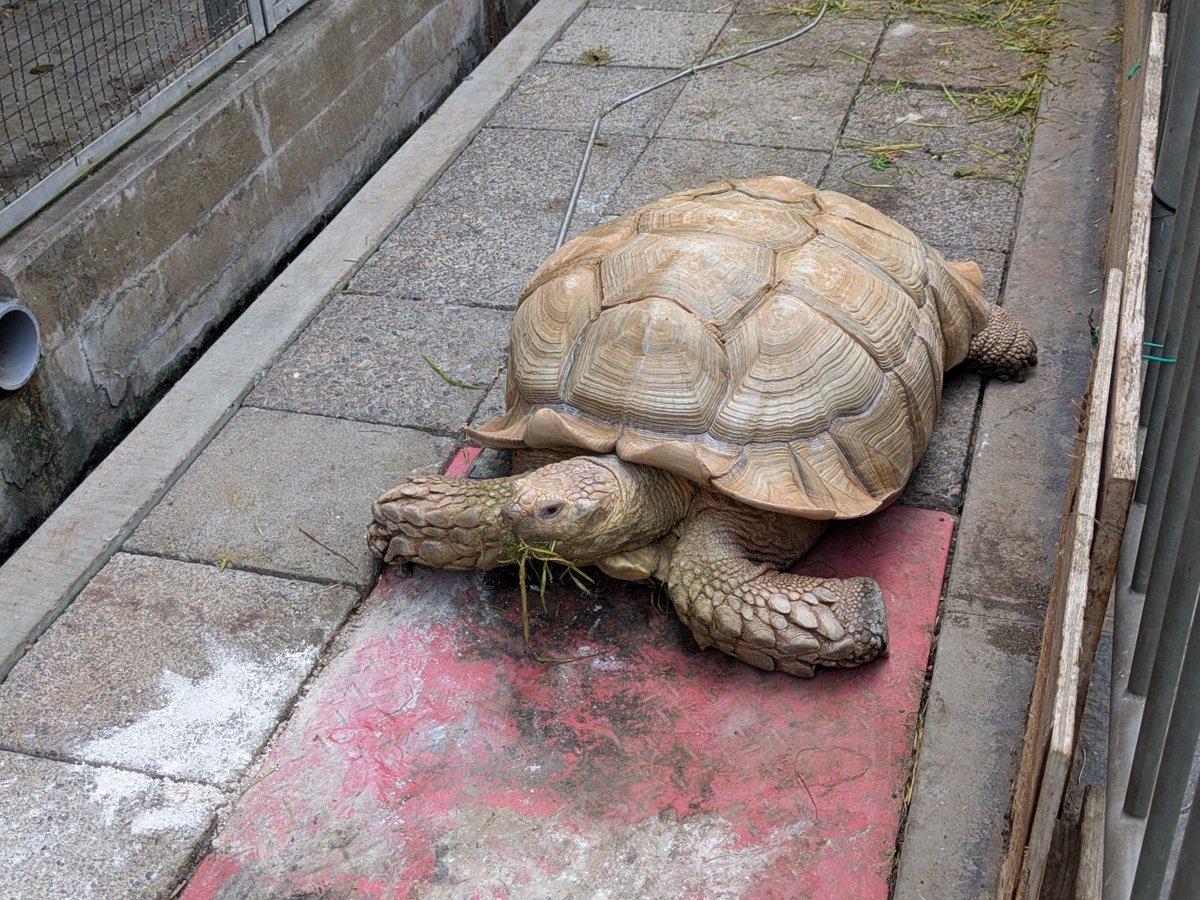HiYo226's tweet photo. これは農大博物館のカメ（※生体） https://t.co/TvYl4BbCWl