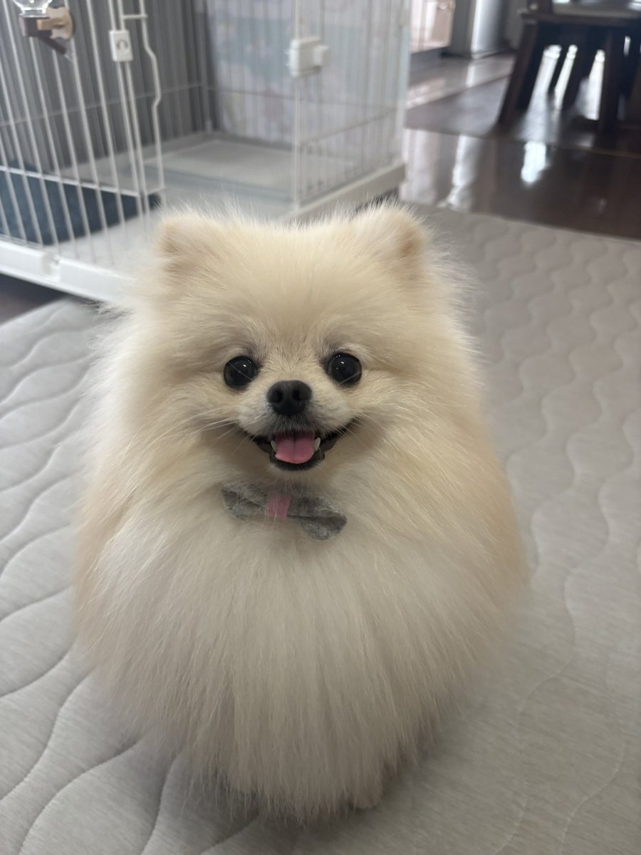 moco_0527_'s tweet photo. 犬が100年生きる方法を見つけたい https://t.co/1pv1BbGZIg