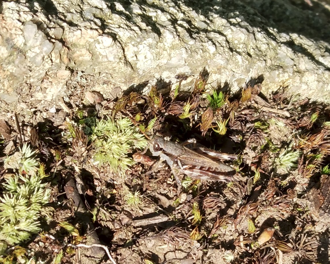 thatgroyper2's tweet photo. Today's literal Bug of the Day is this small grasshopper I spotted on a hike last week. Possibly a species in the genus Melanoplus. Was about 1 to 1.5 inches long. Was good at camouflage and jumping. Did not fly.
#BugOfTheDay
#Natureposting
#BOTD
#GroyperSeason https://t.co/8nDcfsTfYL