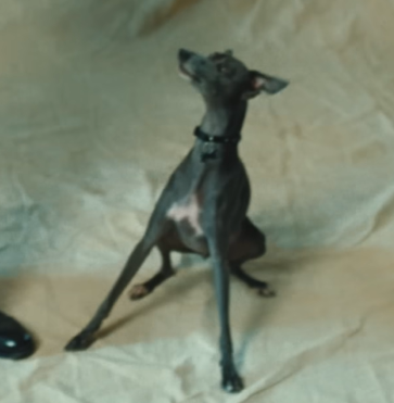 bangpdsgirl's tweet photo. whoever casted seokjin's dog deserves a raise because WHY DO THEY HAVE THE SAME PERSONALITY 😭 https://t.co/ZjVlylECfw