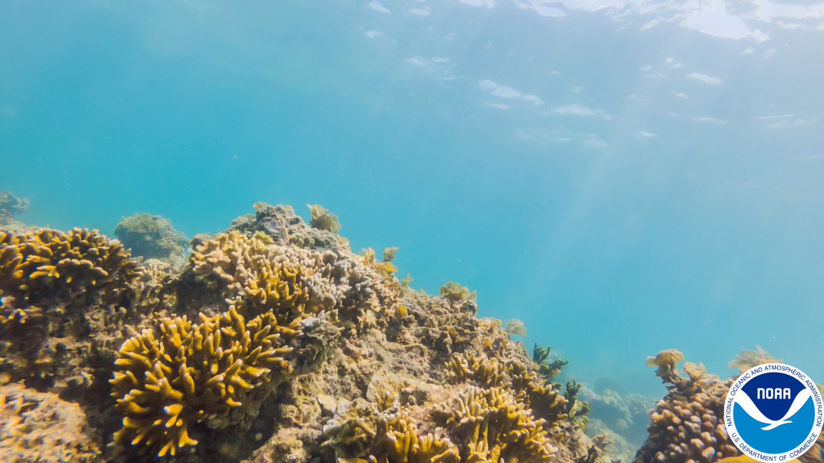 NOAANCEI's tweet photo. 🌊 Happy World Nature Conservation Day! Learn more about coral reefs conservation here: https://t.co/KeitFmvFza https://t.co/kAz4NlQ0xy