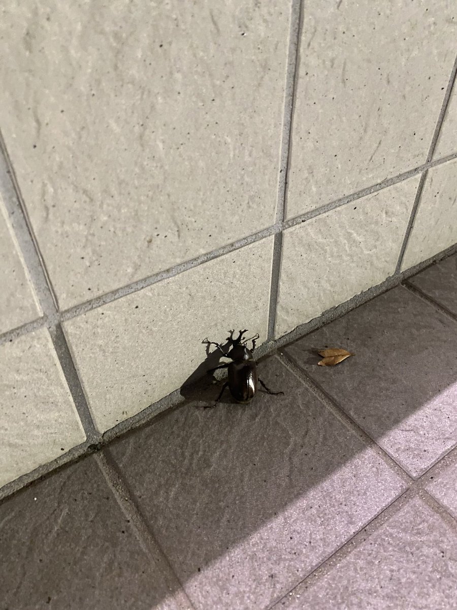 _oki_dazo's tweet photo. 遠出なうなのだが
立ち寄ったコンビニで
カブトムシがいました https://t.co/EosUv5qzrC