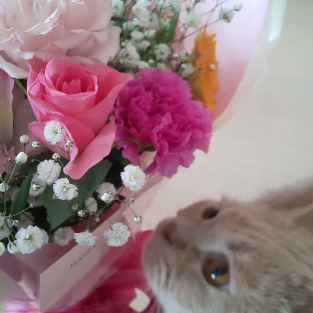 yucaco0323's tweet photo. ぼくは、3月12日で6歳になったにゃ😺
プレゼントは、新しいじゃらしをもらったにゃ💕

#おたんじょうびおめでとう #6歳 
#まんちかん短足 
#まんちかんおとこのこ 
#ねことの暮らし 
#ねこじゃらし https://t.co/OLpMSod6gb