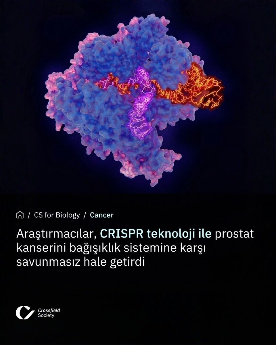 CSBIOTurkiye's tweet photo. University of Rochester Medicine araştırmacıları, CRISPR ile prostat kanserini immünoterapiye karşı savunmasız hale getirdi. Eric J. Wagner liderliğindeki ekip, tümörlerin bağışıklık sisteminden kaçmasını sağlayan moleküler mekanizmayı çözdü. #CRISPR #ProstatKanseri #İmmünoterapi https://t.co/1IbKMN9s7Z