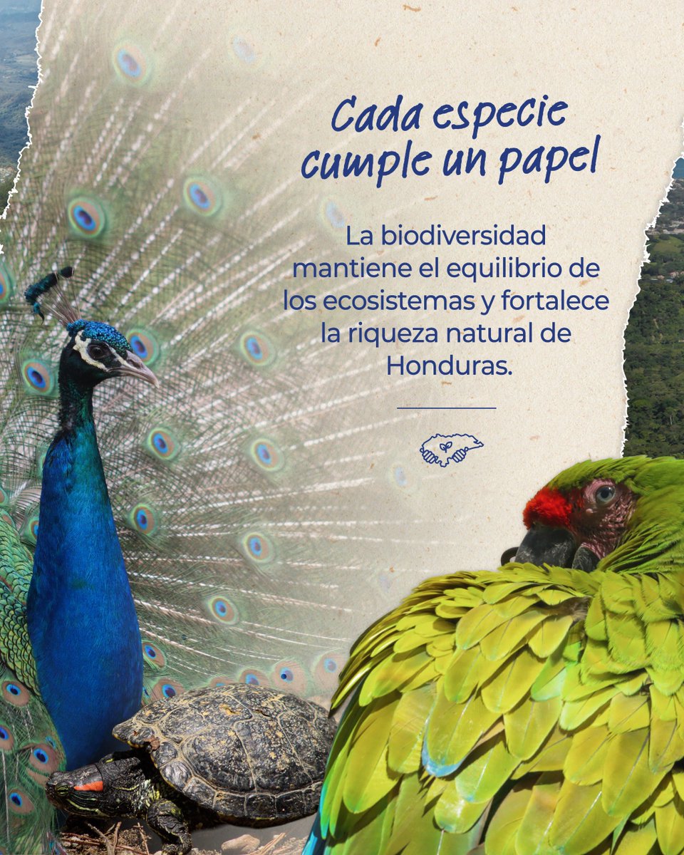 sernaHN's tweet photo. Nuestra riqueza natural representa vida, equilibrio y bienestar.🌱

En el marco del Día Mundial de la Conservación de la Naturaleza, destacamos la importancia de proteger los ecosistemas y la biodiversidad que forman parte del patrimonio natural de Honduras.

Desde SERNA continuamos impulsando acciones orientadas a la conservación y al uso responsable de nuestros recursos naturales.

Cuidar la naturaleza también es cuidar Honduras.