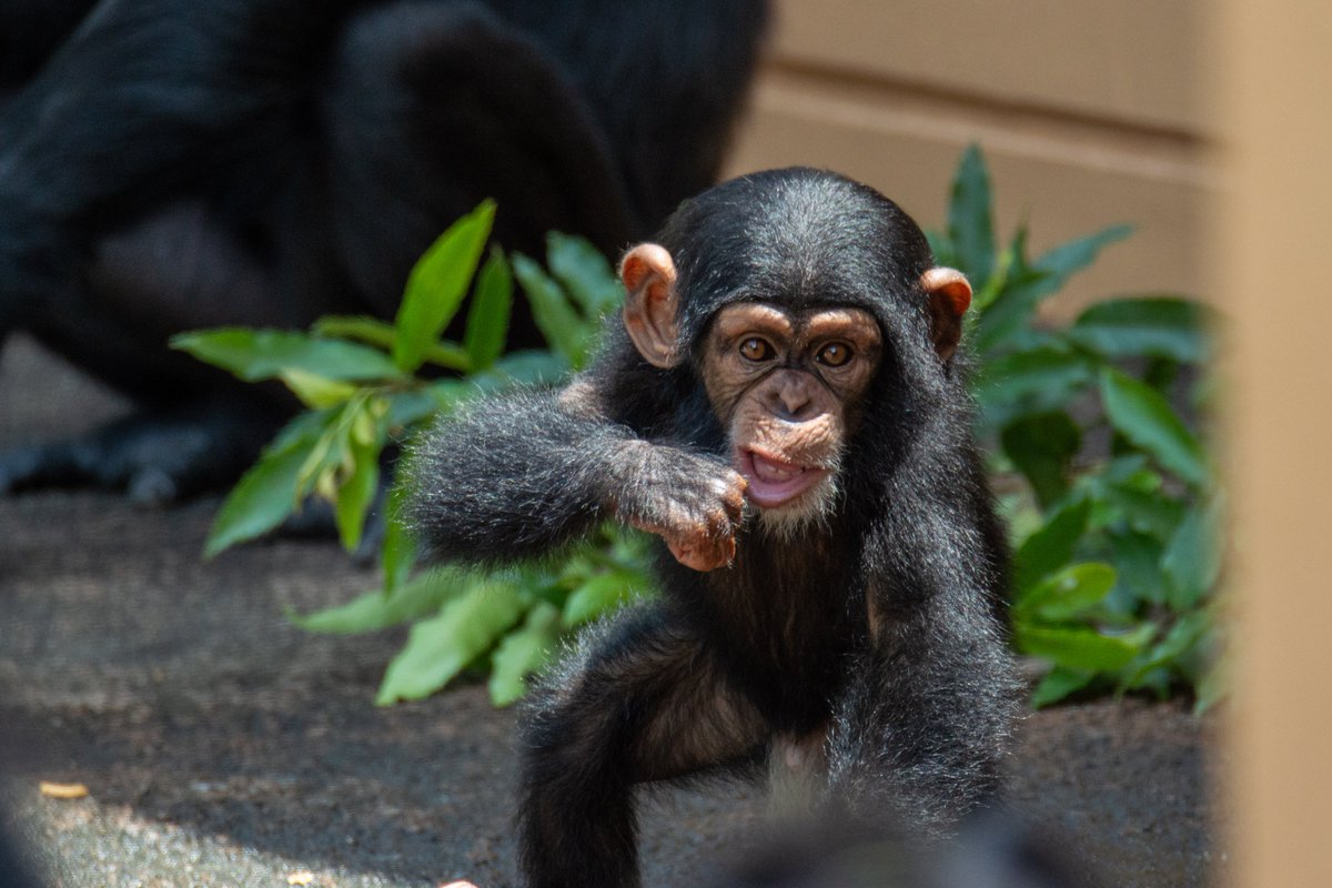 ape head fred tweet media