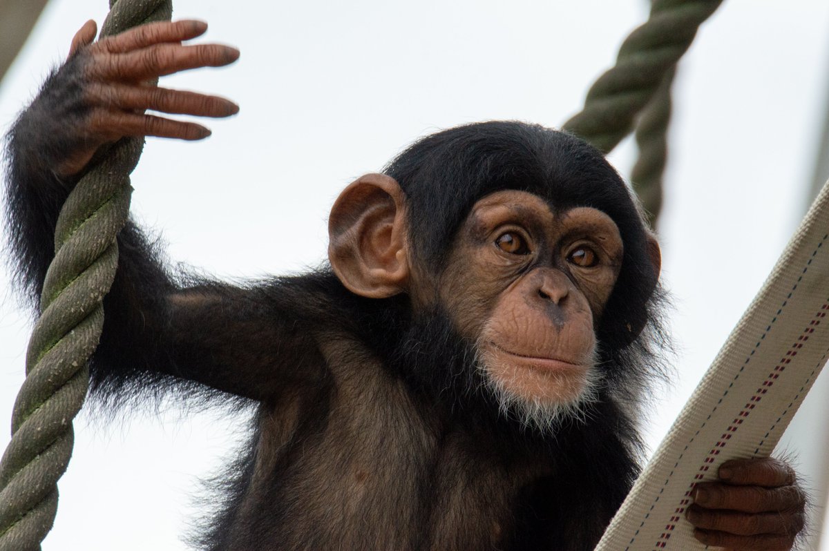 ape head fred tweet media