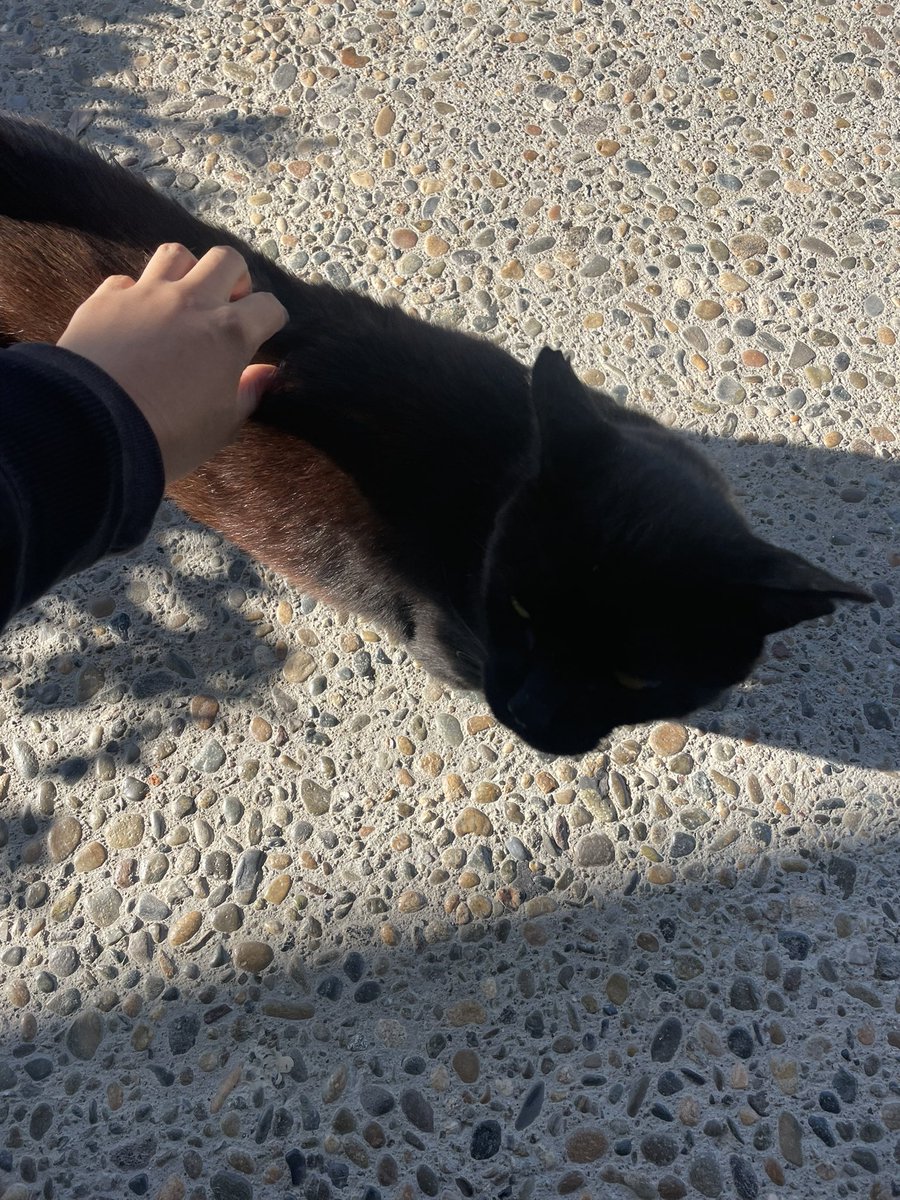 drtycheerios's tweet photo. got to pet work kitty this morning :3 (he doesn’t let most people pet him) https://t.co/G5PxI1UU4C