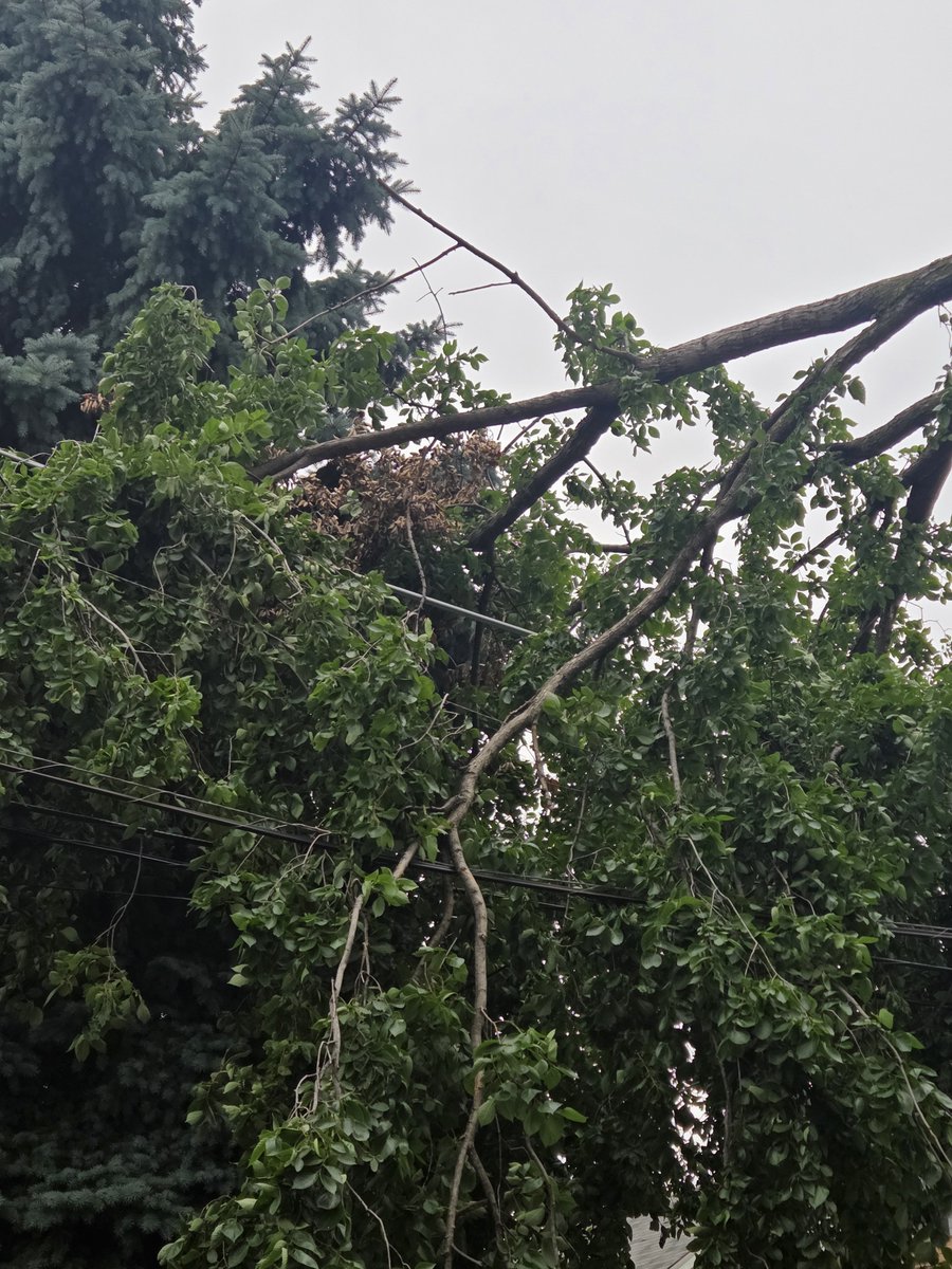 606EMT's tweet photo. Hey @ComEd  can't get ahold of your emergency line. So, here's the tree on lines, alley of 4601blk of N Leamington, Chicago https://t.co/DyKlIvaIP1