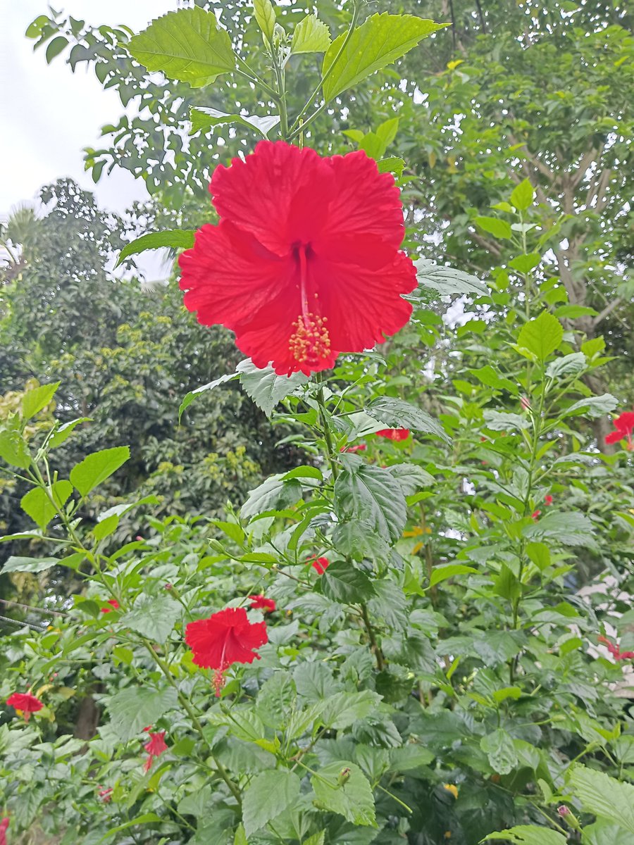 sarkar32150's tweet photo. Red like devotion. Green like life 🌺🌿
This Hibiscus is offered to Maa Kali and used in Ayurveda.
In Sanatan, nature and divinity are one.
Protect nature, 🙏
#WorldNatureConservationDay #HaritBharat #SanatanDharma 🇮🇳
#WorldNatureConservationDay #HaritBharat #SanatanDharma 
#GreenIndia #SaveNature #PlantTrees #Hibiscus #RedHibiscus 
#JabaFlower #MedicinalPlants #NaturePhotography 
#IncredibleIndia #MotherEarth #Ayurveda #Bengal