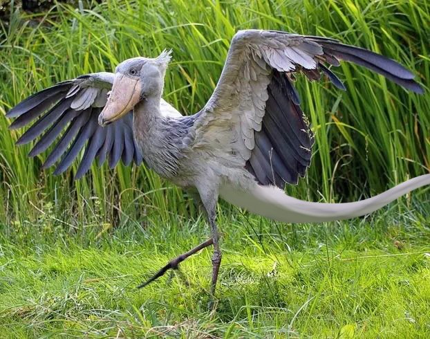 Urart3's tweet photo. Giving birds long tails because i am bored https://t.co/bWNBa1VDqT