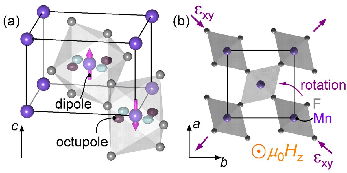PhysRevLett's tweet photo. By combining symmetry-guided strain and magnetic-field tuning with elastocaloric measurements and first-principles calculations, researchers observe the thermodynamic signatures of the altermagnet MnF₂ for the first time.

Read the paper: https://t.co/5Q5PlX6ajf https://t.co/G8mCZPDgBy