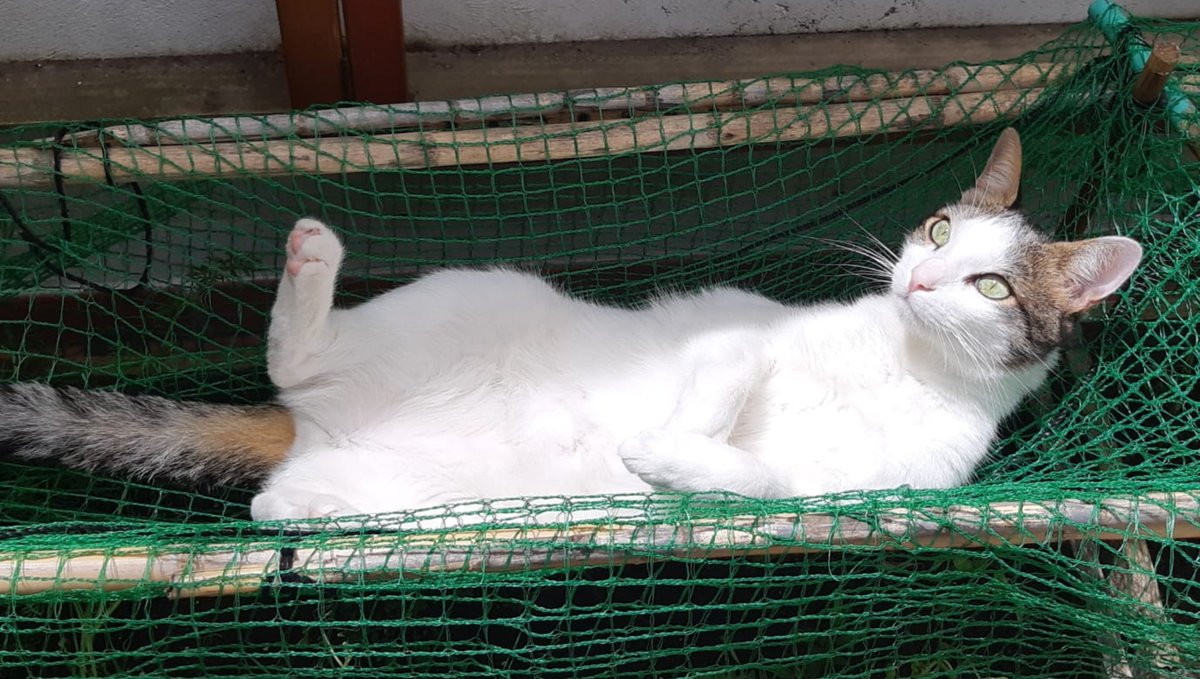 _Eskudo's tweet photo. Daría mi vida por él.
La capacidad de amar mas a un animal, que a un humano, deberia ser aceptado socialmente. https://t.co/HSLzLh4El9