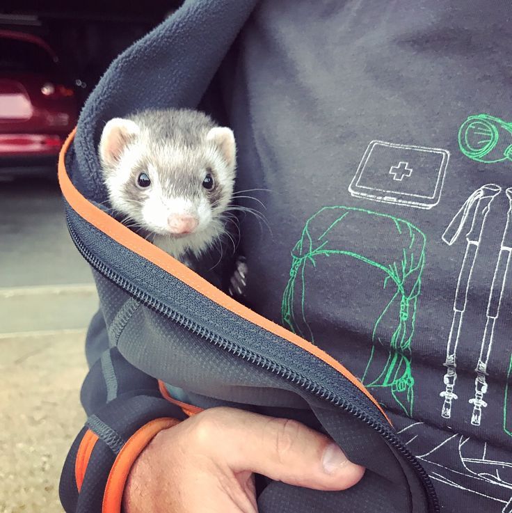 FerretPerHour's tweet photo. https://t.co/DQv4pfF4iO