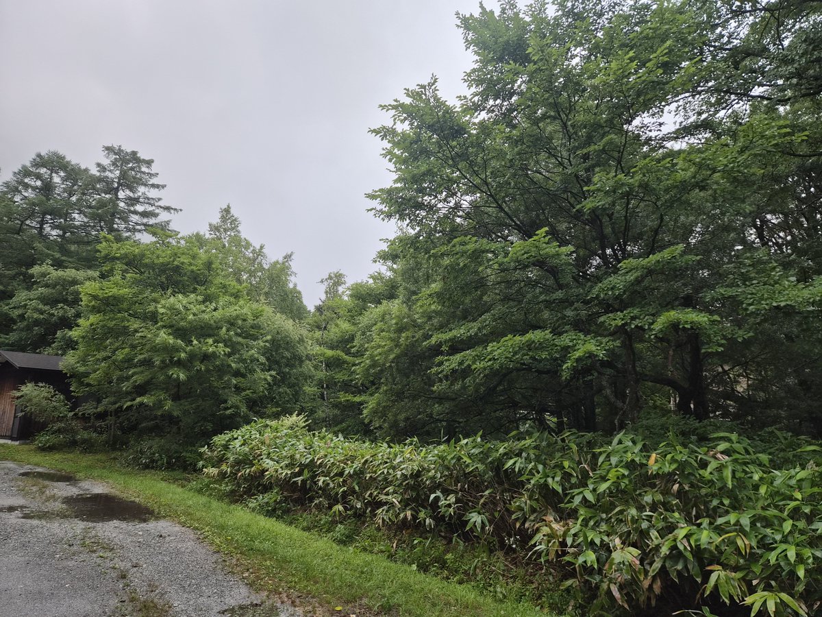 nishi2206's tweet photo. お早うございます！　小雨が降っています。気温は16℃。昨日は午前中から風雨が強く大荒れのお天気でしたが今日からは曇りや晴れの穏やかなお天気になりそうです。梓川もそれほど増水していません。 https://t.co/qlhsBrAd7q