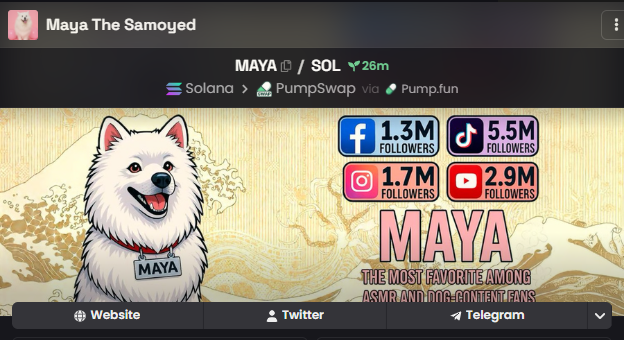 Maya The Samoyed tweet media