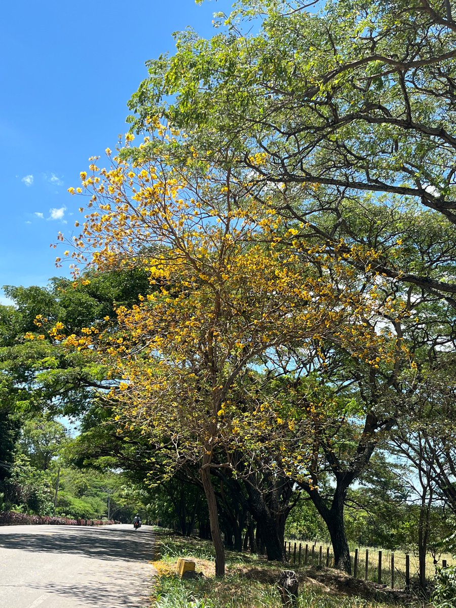 Silpabon's tweet photo. El Guayacán Cucuteño [Handroanthus chrysanthus] – Botánica y Valoración Cultural !

El guayacán es un árbol caducifolio de la familia Bignoniaceae, adaptado a climas secos tropicales. Su nombre científico más usado es Handroanthus chrysanthus, antes Tabebuia chrysantha, sinónimo Tecoma spectabilis. En la región de los Valles de Cúcuta se le conoce por diversos nombres populares –entre ellos guayacán amarillo, cañaguate, chicalá o roble amarillo–. Se trata de un árbol que crece entre 5–15 metros de altura, con tronco cilíndrico y corteza agrietada gris, hojas compuestas o bi-paripinnadas y flores muy vistosas de color amarillo intenso. Al inicio de la estación seca pierde casi todas sus hojas; después florece explosivamente, cubriendo la copa de flores amarillas brillantes por unos pocos días antes de que caigan los pétalos. Es decir, cuando se agotan las lluvias, finales de verano, enero-febrero y otro pico en agosto en esta zona, el árbol «se desnuda» de hojas y florece abundantemente, tiñendo el paisaje de amarillo.

Distribución y ecosistema

El guayacán es nativo de los bosques secos tropicales de América, desde México hasta el norte de Argentina, incluyendo Colombia y Venezuela. En los valles de Cúcuta, Norte de Santander, y del Táchira domina el bosque seco tropical (BST), un ecosistema hoy fragmentado y amenazado. El árbol se adapta bien a suelos pobres y a largos períodos de sequía: tiene raíces profundas que extraen agua subterránea y resistencia a condiciones áridas. En estas tierras semi-áridas ejerce un rol ecológico importante: sus raíces estabilizan el suelo y sirven como «isla de fertilidad» para otras plantas. Sin embargo, la acelerada deforestación y conversión agrícola han reducido su hábitat. Se estima que muchas poblaciones locales de guayacán están en regresión, y la especie figura como vulnerable/a riesgo en el país debido a la pérdida de bosque seco.

Usos tradicionales y aplicaciones

Tradicionalmente el guayacán se ha valorizado por su madera y otros usos prácticos. La madera es muy dura y resistente, utilizada en la región para vallas, cercas y estructuras rústicas, casa de campo, muebles campestres, postes. Sus ramas tiernas y hojas caídas sirven de forraje o ramoneo para el ganado. Además, se le atribuyen propiedades medicinales en la medicina tradicional: infusiones de corteza, hojas o flores se han usado para tratar enfermedades de la piel, afecciones digestivas, anemia y otras dolencias. En el ámbito productivo y ecológico también se aprovecha: por su rápido crecimiento y resistencia, es especie usada en programas de reforestación y control de erosión en ecosistemas secos. Asimismo, atrae polinizadores como colibríes con su floración vistosa. A pesar de su utilidad, su explotación no sostenible contribuye a su declive; de hecho, actualmente el árbol es considerado prácticamente en vía de extinción por la reducción de sus bosques nativos.

Valor cultural y turístico

Para los cucuteños el guayacán florecido es un verdadero espectáculo anual. Cada año, al llegar agosto, final de la estación seca, “la ciudad se tiñe de amarillo”: las calles, parques y bordes de carretera se cubren de dorados pétalos caídos. Este fenómeno natural atrae a propios y visitantes. Los medios locales describen las flores en “su máximo esplendor” como un espectáculo visual de tonos cálidos que embellece la Perla del Norte. Incluso zonas emblemáticas, como la rotonda Arnulfo Briceño o la avenida Rotaria hacia Villa del Rosario, se han convertido en paradas obligadas: cucuteños y turistas sacan fotos entre los guayacanes floridos, exaltando así este momento de la naturaleza.

La importancia cultural del guayacán se refleja también en mensajes institucionales. La Gobernación de Norte de Santander, por ejemplo, promueve esta floración en redes sociales llamándola “espectáculo natural que embellece nuestra ciudad y nos recuerda la riqueza de nuestro patrimonio ambiental”. Se invita a la comunidad a disfrutar, visitar y proteger este “tesoro” verde. En suma, el guayacán amarillo ha trascendido su valor ecológico para convertirse en un símbolo de identidad local: representa la belleza efímera del paisaje seco, anima el turismo natural de la región; por ejemplo, recorridos en bicicleta y turismo fotográfico en temporada de floración) y refuerza el orgullo cultural de Cúcuta. Su floración anual es una tradición entre familias y amantes de la naturaleza, y un motivo de embellecimiento de la ciudad fronteriza.

Conclusión: En el marco de la historia ambiental regional, el guayacán de los valles de Cúcuta y Táchira es un elemento natural y cultural central. Arbóreo propio del bosque seco tropical, ha acompañado el desarrollo de estas tierras áridas y ha sido muy valorado desde épocas recientes por su madera, usos medicinales y función ecológica. Hoy su floración sorprendente le confiere un fuerte significado social: es parte del paisaje emocional de los cucuteños y un atractivo turístico reconocible. Su conservación es clave: por su valor ecológico y simbólico, iniciativas comunitarias y de gobierno recomiendan proteger y reforestar estas especies nativas en los bosques secos locales. De este modo, el guayacán amarillo sigue siendo no sólo un recurso natural sino un patrimonio ambiental y cultural vivo para Norte de Santander.

La información botánica y usos del guayacán han sido documentados en estudios de flora colombiana. En cuanto a lo cultural, valoración y apropiación, la prensa regional destaca su floración como evento local y cultural. Siempre será muy positivo que, junto a publicaciones académicas sobre ecosistemas de bosque seco, así como las referencias de prensa y cultura, se fortalezca la valoración y comprensión su importancia histórica, ecológica y social.
#Guayacanes #GuayacánCucuteño