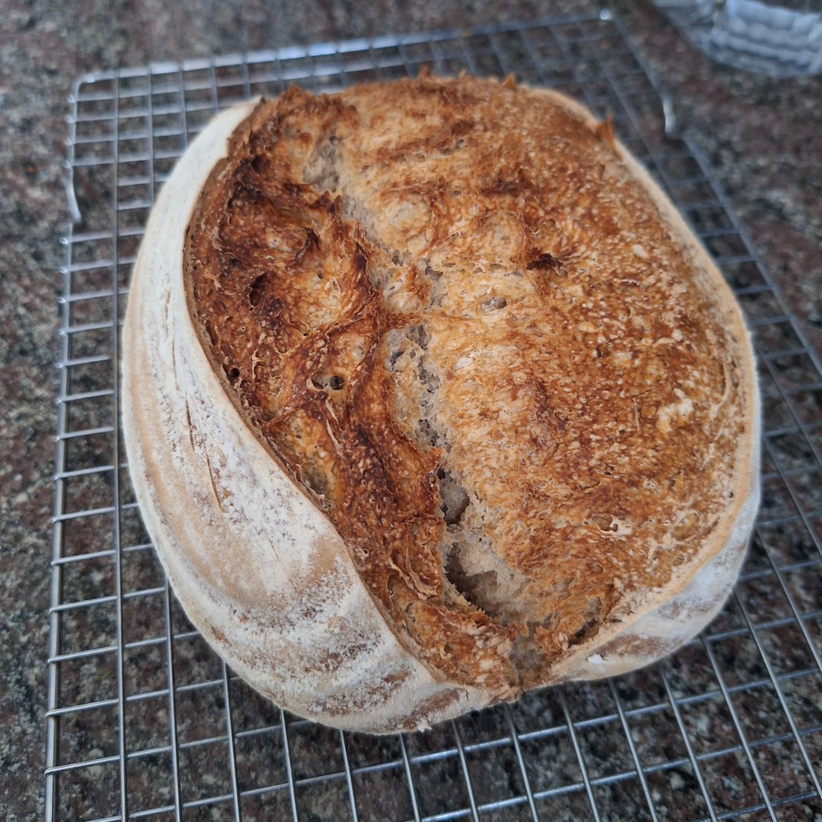 elbaranda's tweet photo. Aprovechando antes de la llegada de la cuarta ola de calor.
Pan de masa madre de trigo y espelta.
#yopanarra_casero
#pandeverdad
#breadhouse
#pandemasamadre
#sourdoughbreads https://t.co/HWa7ovgIix