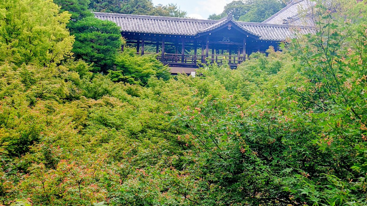sxjvDYjrm8BMXv1's tweet photo. おはようございます。２９日水曜日
昨夕、又々熊本県で酷い大きな地震
大規模な被害の報告…心が痛みます
お見舞い申し上げます。
これ以上の被害が無いよう
願います。今日も気を付けて
宜しくお願いします。
京都東山区東福寺さん通天橋
青もみじより https://t.co/y1cZjkwHQt
