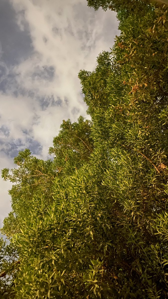 4c8ei's tweet photo. ☁️🌳 https://t.co/cV8ZvejwDw