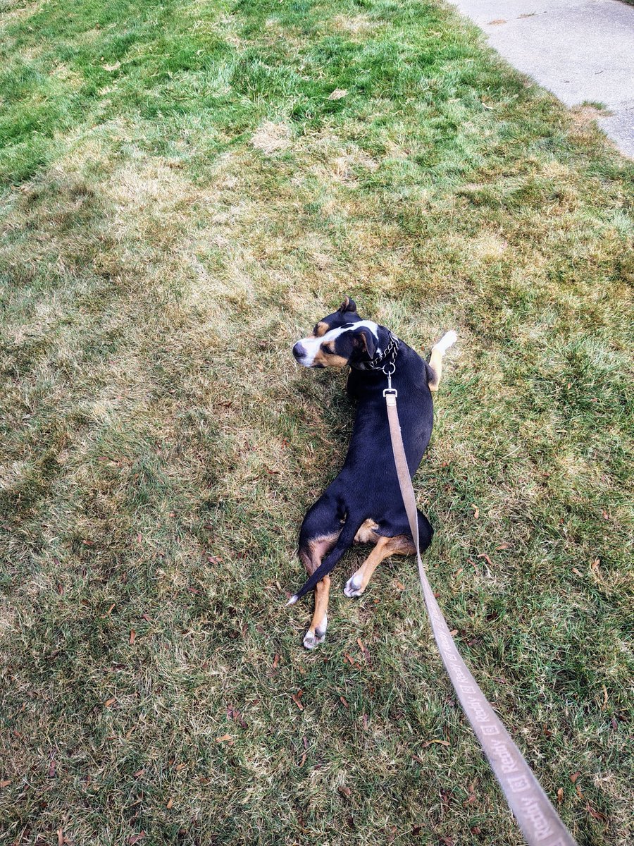 Dayooper16's tweet photo. She didn't want to go inside https://t.co/GwFvEkco7D