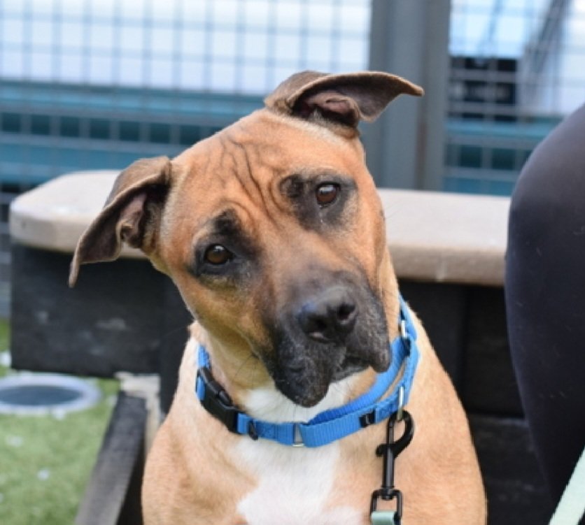 MorgFairsdogs's tweet photo. Faith 259152
Listed TBK 7/30
#NYCACC #RescueOnly 
She is a pretty 8 yr old
Has bladder stones and UTI that is resistant to most antibiotics, needs outside vet care 🚑
Affectionate in prev home
Help save Faith!
https://t.co/sNR9vZThGo
#Pledge4Rescue #foster #adopt https://t.co/QTvV9LtFyi