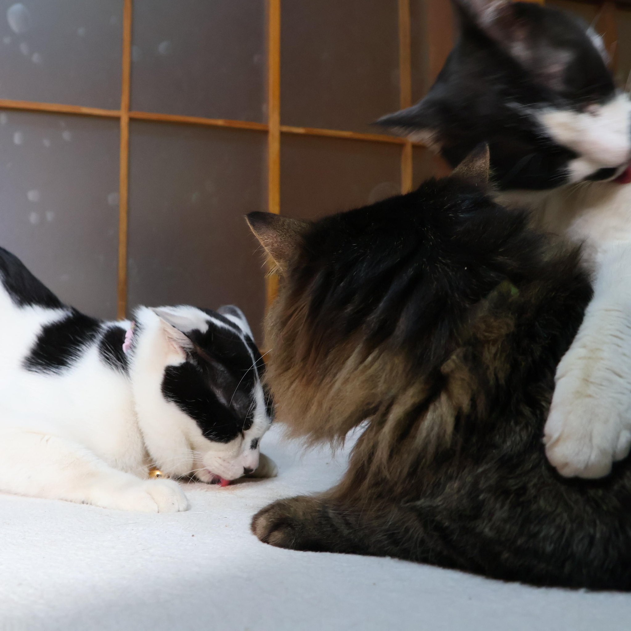 かご猫 blog on X: 