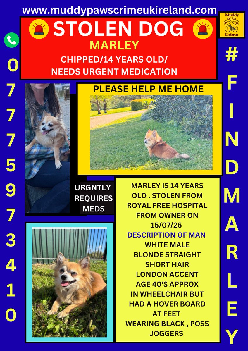 muddypawscrime's tweet photo. URGENT NEW CASE - Please Join Faceb@@k Group - MARLEY ELDERLY MALE CHIHUAHUA STOLEN 15JULY26 ROYAL FREE HOSPITAL NW3 

@MissingPetsGB https://t.co/AnhrtTBcL3