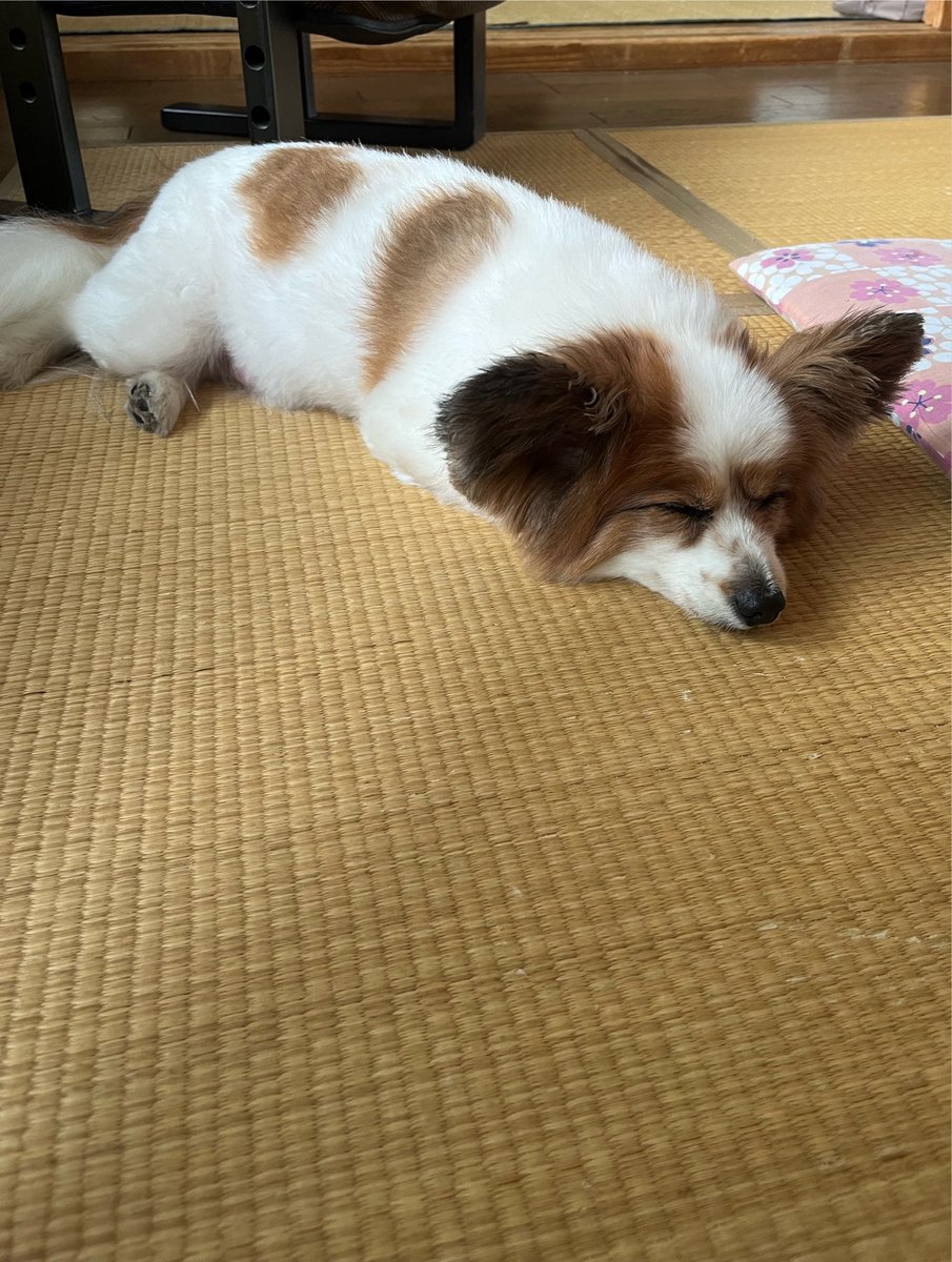 robirobi1205's tweet photo. ゴザの上ですやすや😴 https://t.co/PZKdnIKnu5